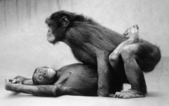 Černobílá fotografie dvou opic