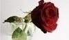 Fotografie červené růže ve sklenici vody