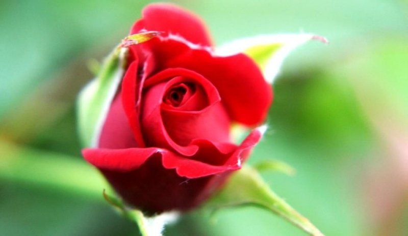 Snímek červené růže