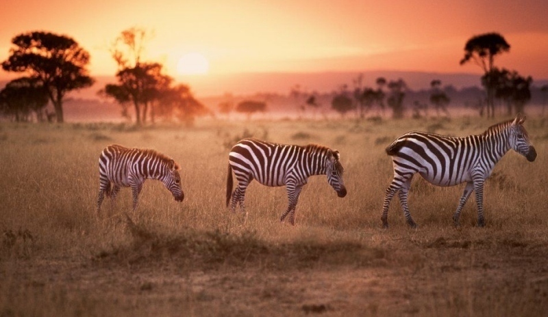 Zebra v Keňi, která je domovem mnoha druhů divoké zvěře.