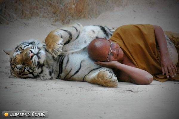 Snímek tygra a budhisty při spánku
