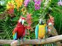 Obrázek dvou barevných papoušků s květinami v pozadí